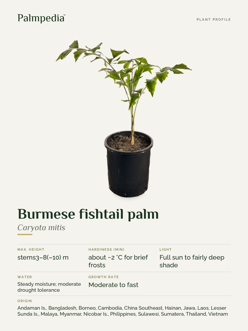 Caryota mitis – plant profile