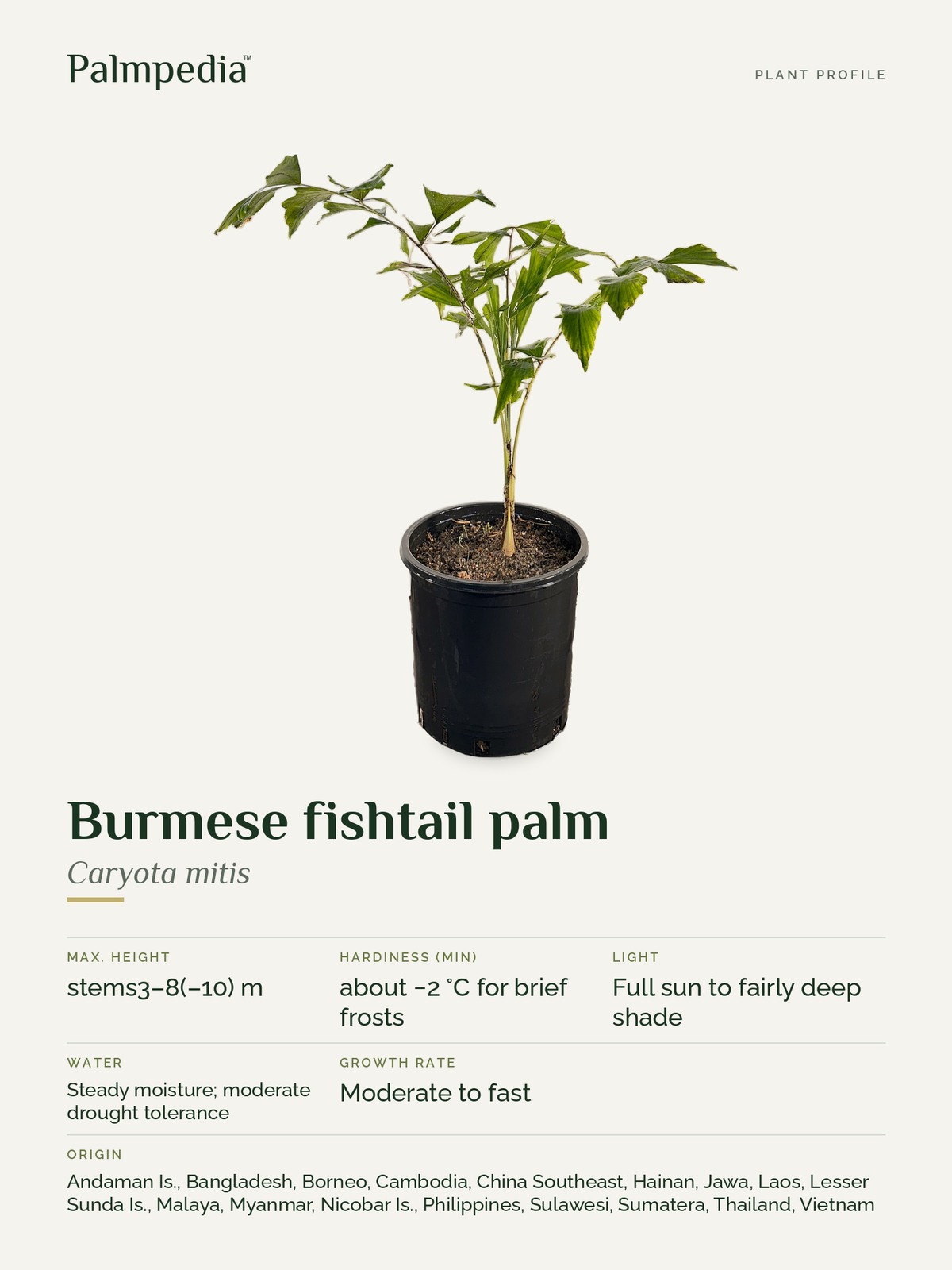 Caryota mitis – plant profile