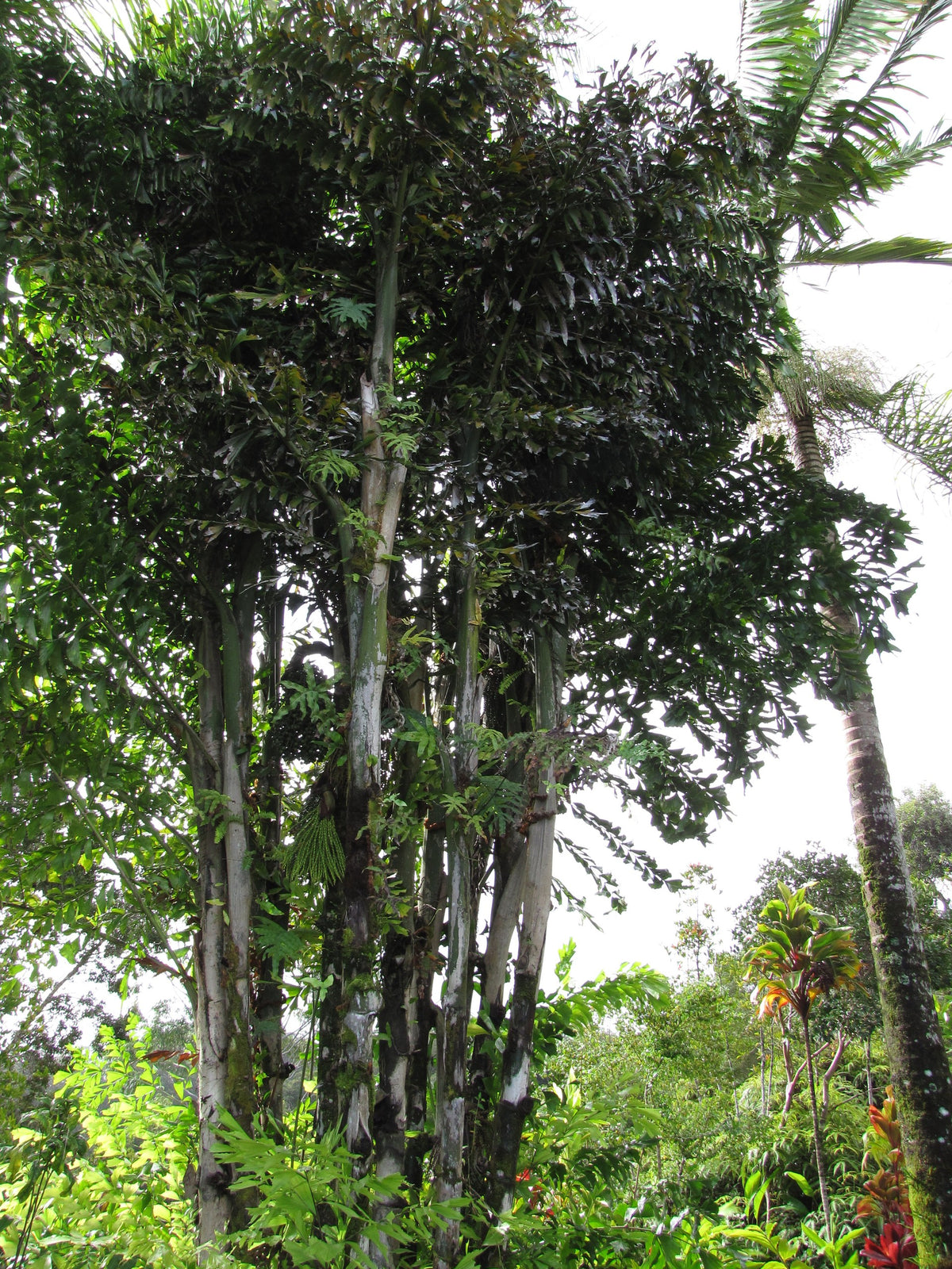 Caryota mitis – mature plant