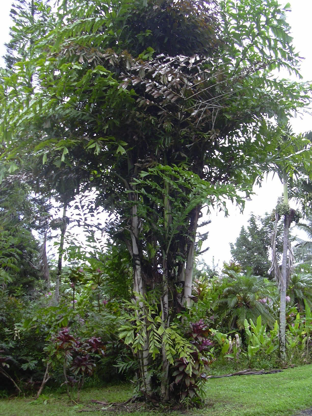 Caryota mitis – mature plant