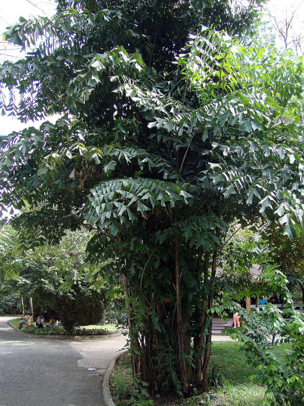 Caryota mitis – mature plant