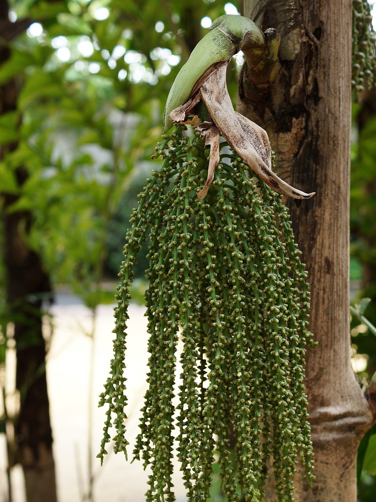 Caryota mitis – mature plant