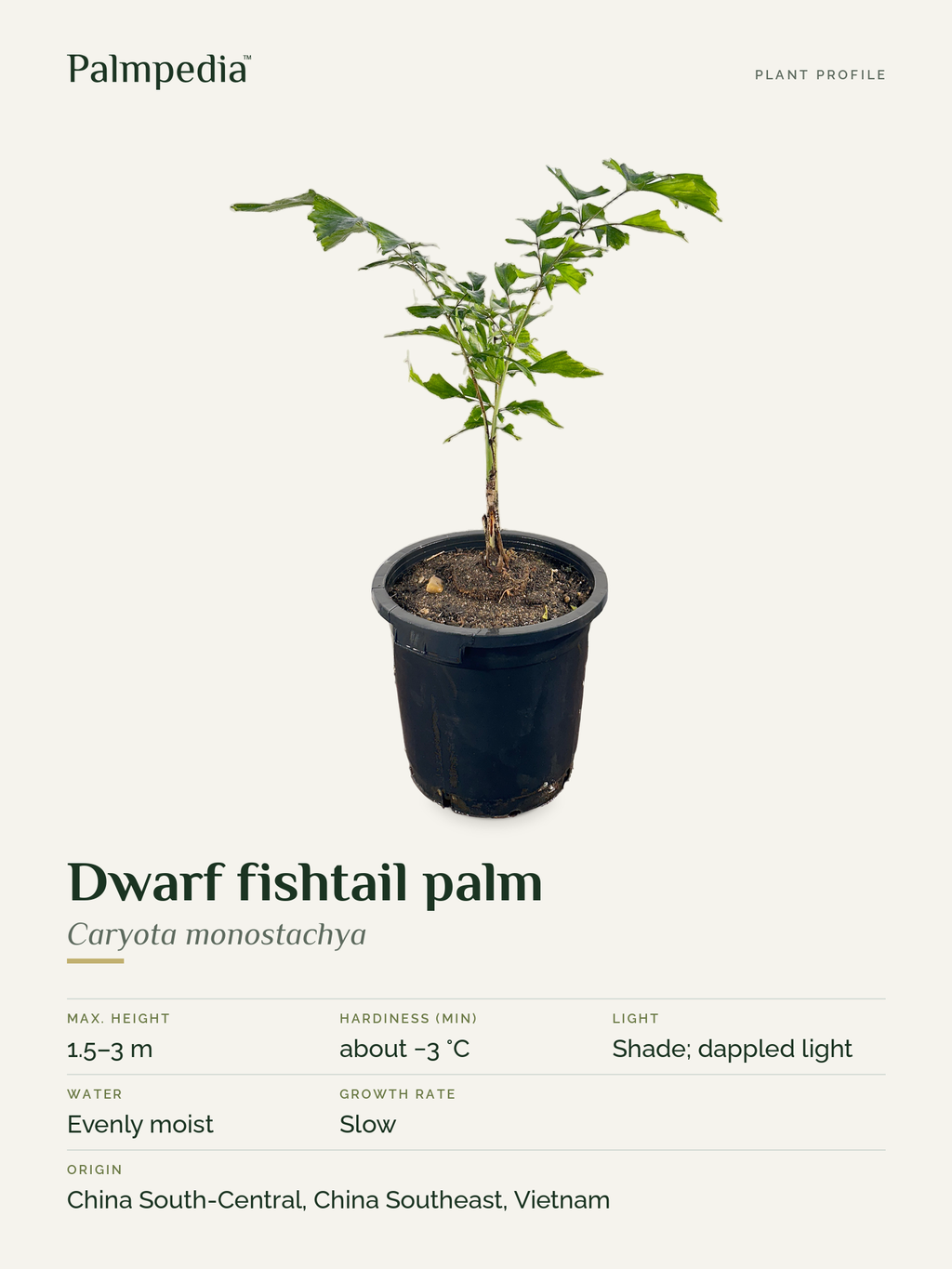 Caryota monostachya – plant profile