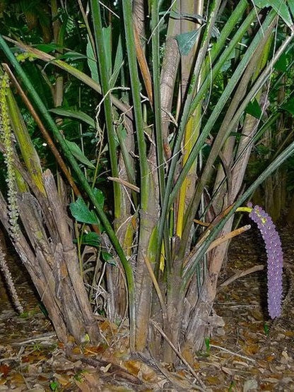Caryota monostachya – mature plant