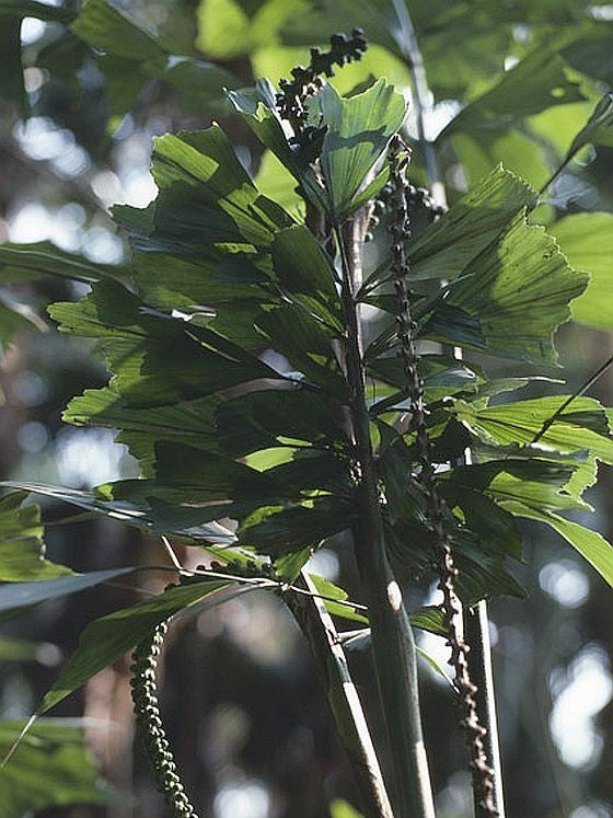 Caryota monostachya – mature plant