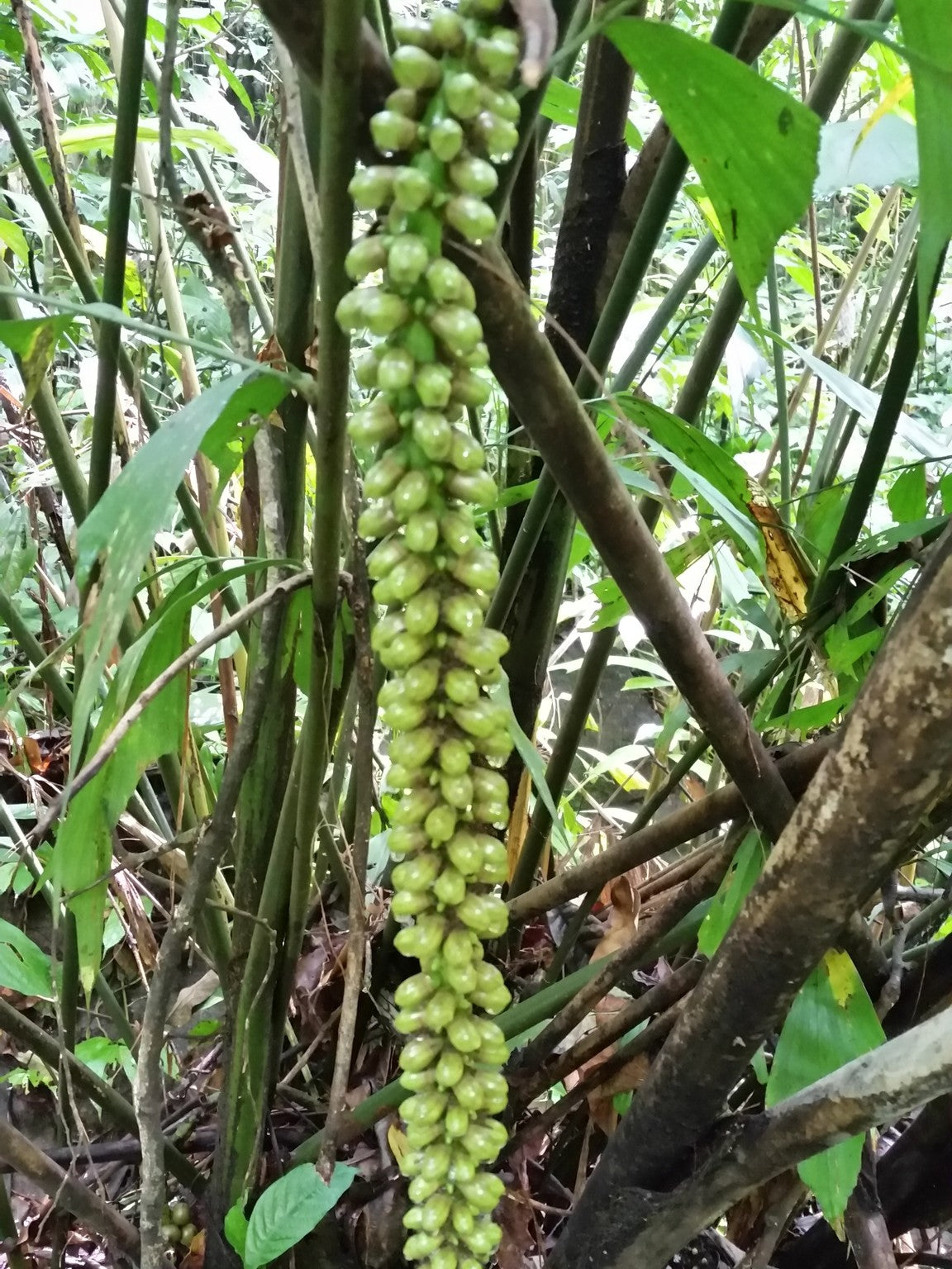 Caryota monostachya – in habitat