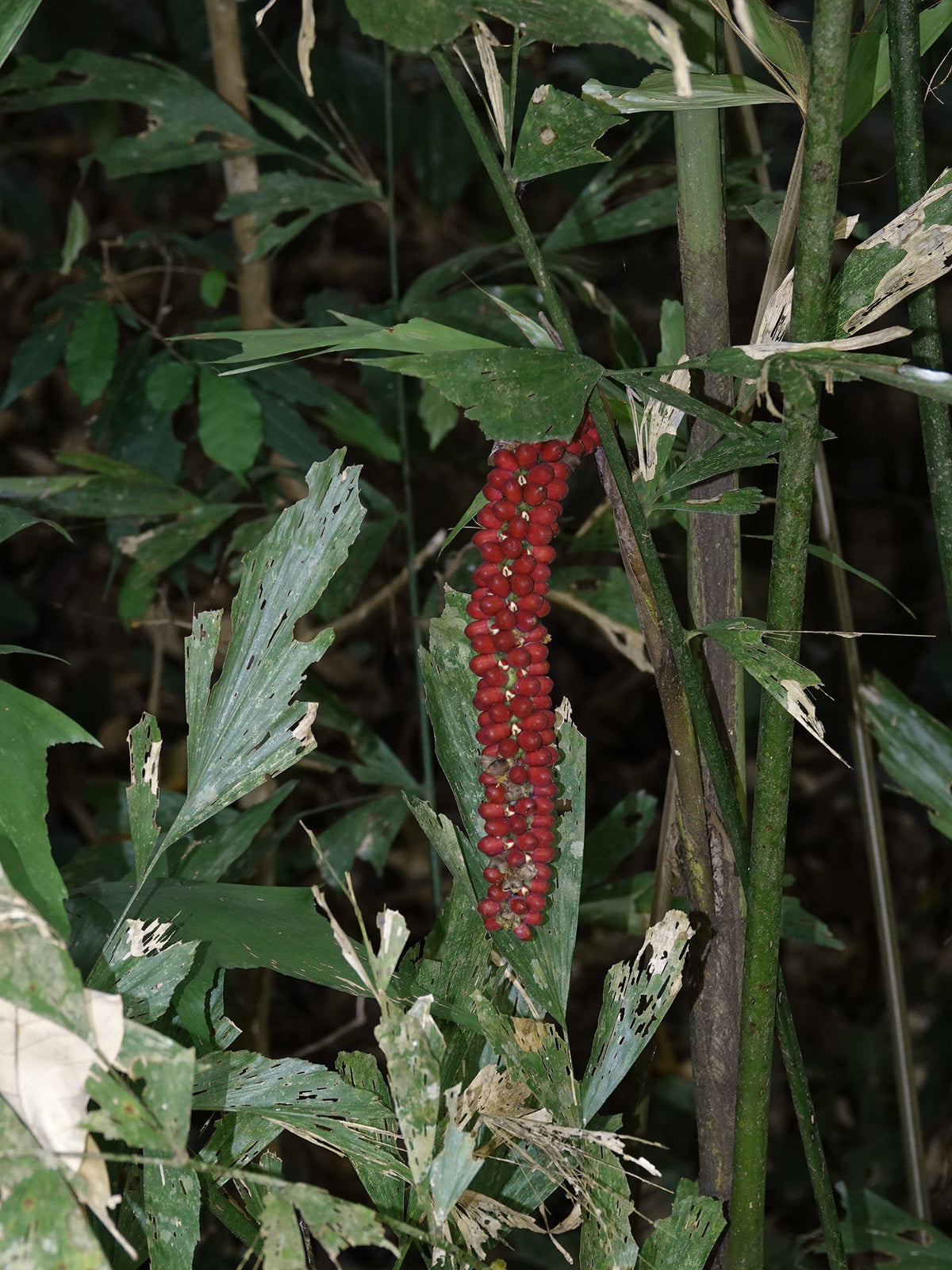 Caryota monostachya – in habitat
