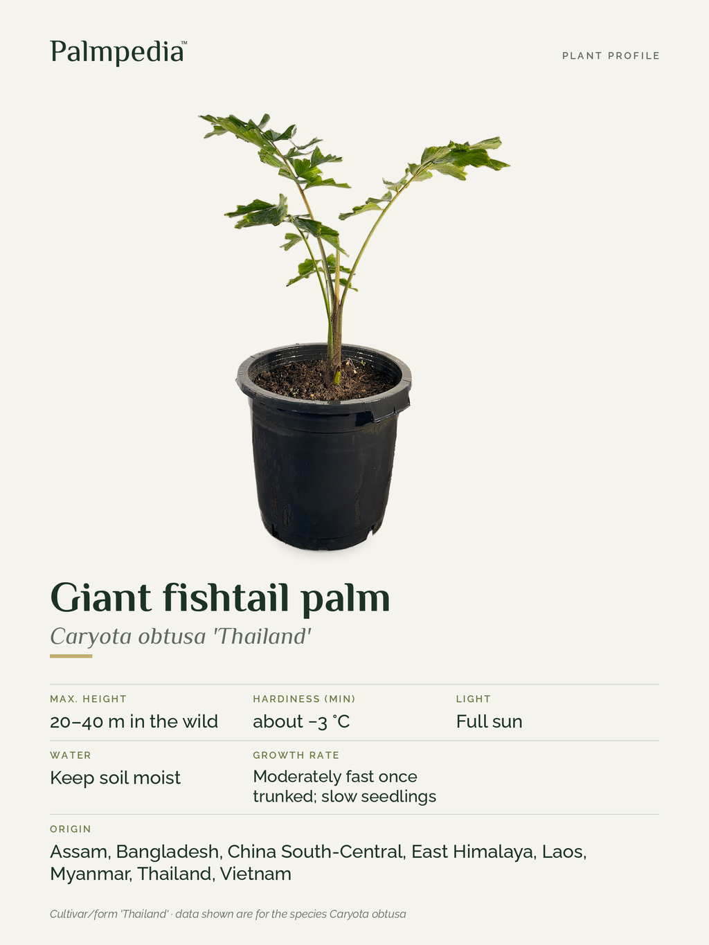 Caryota obtusa 'Thailand' – plant profile