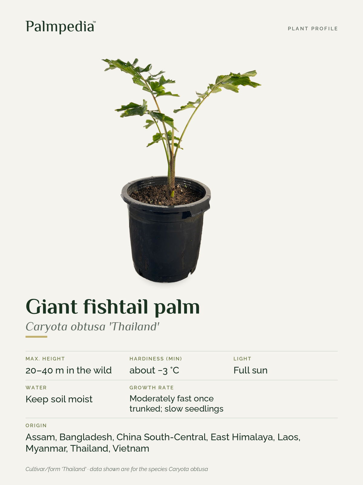 Caryota obtusa 'Thailand' – plant profile