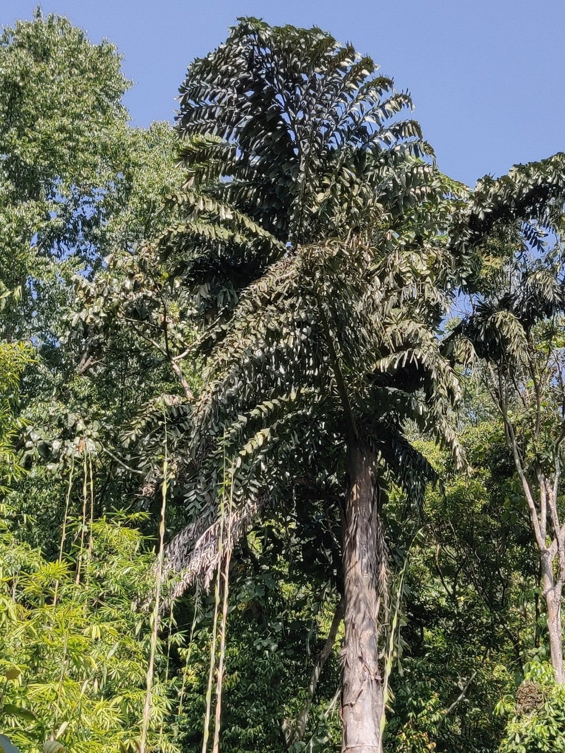 Caryota obtusa (species) – mature plant