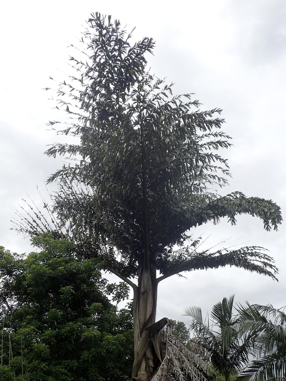 Caryota obtusa (species) – mature plant