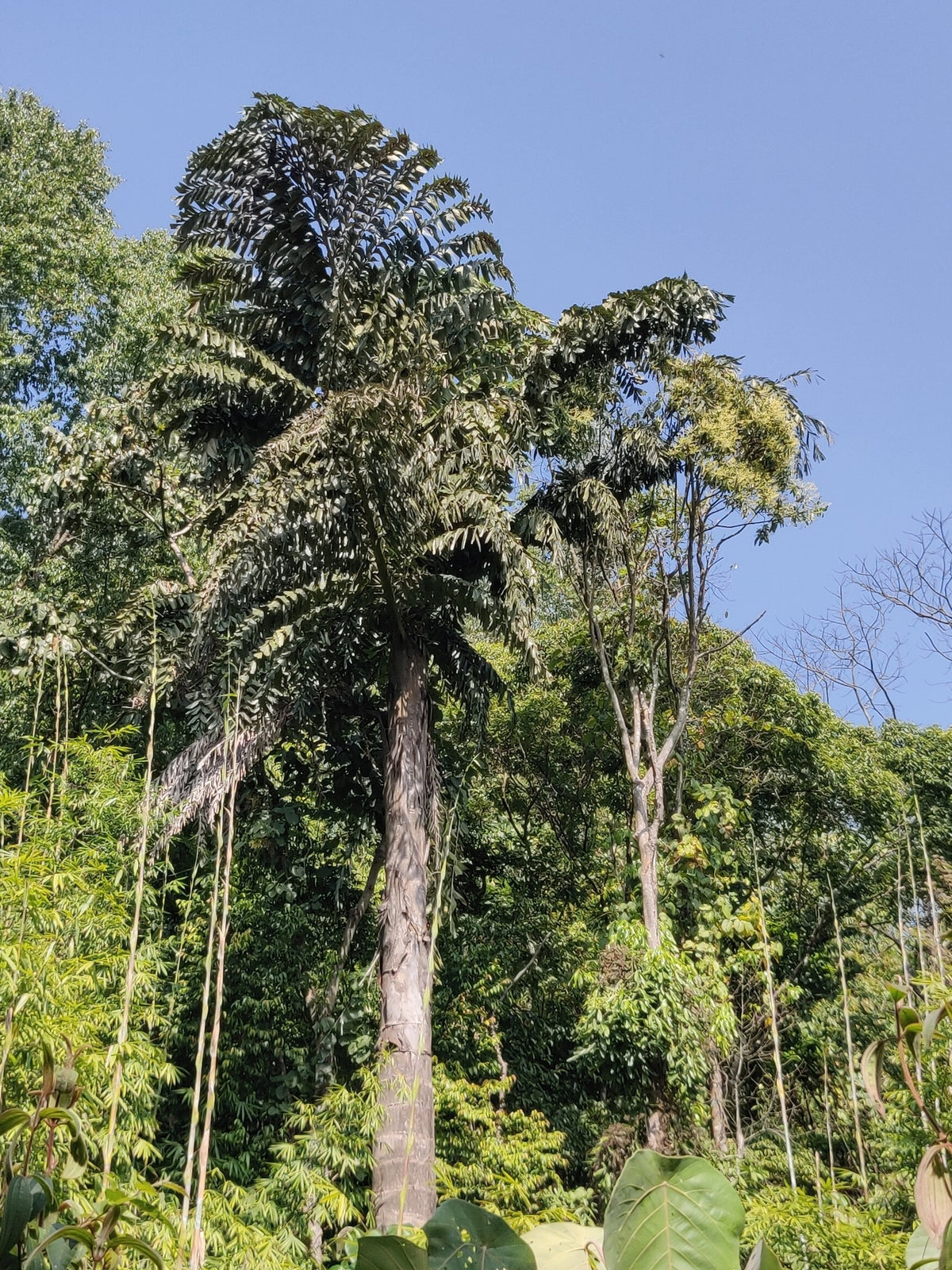 Caryota obtusa 'Thailand' – in habitat