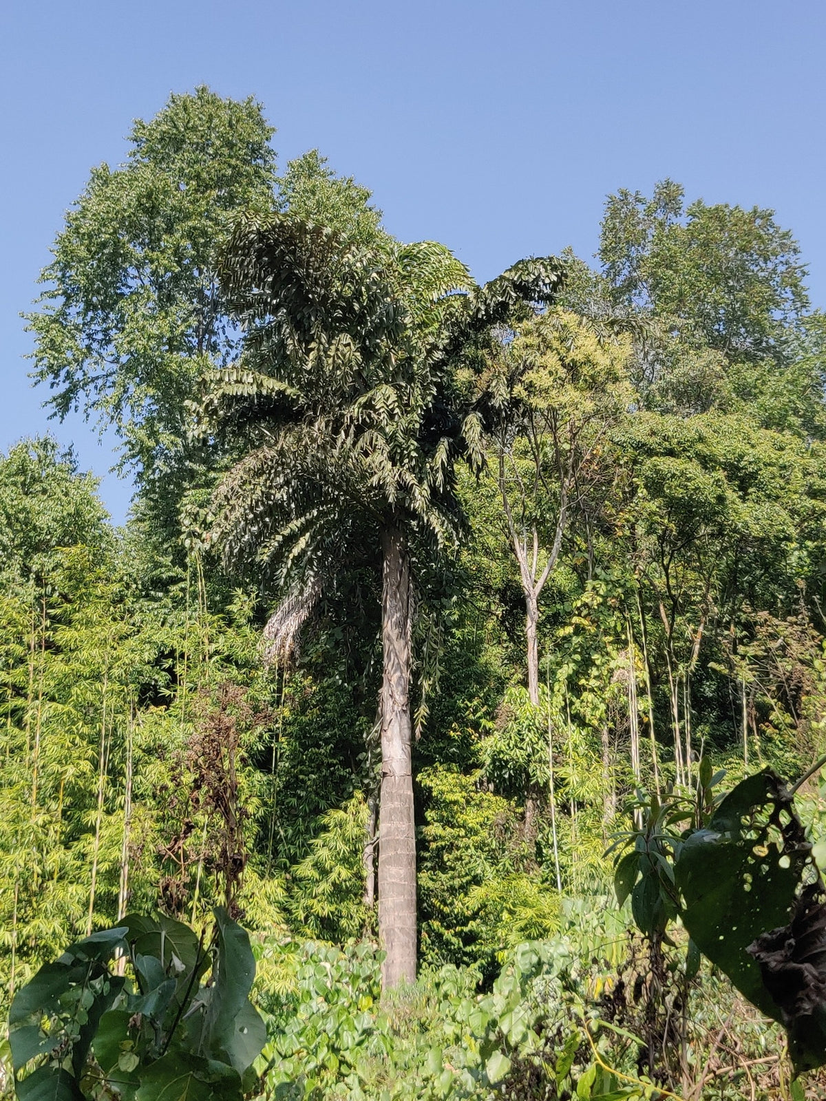 Caryota obtusa 'Thailand' – in habitat