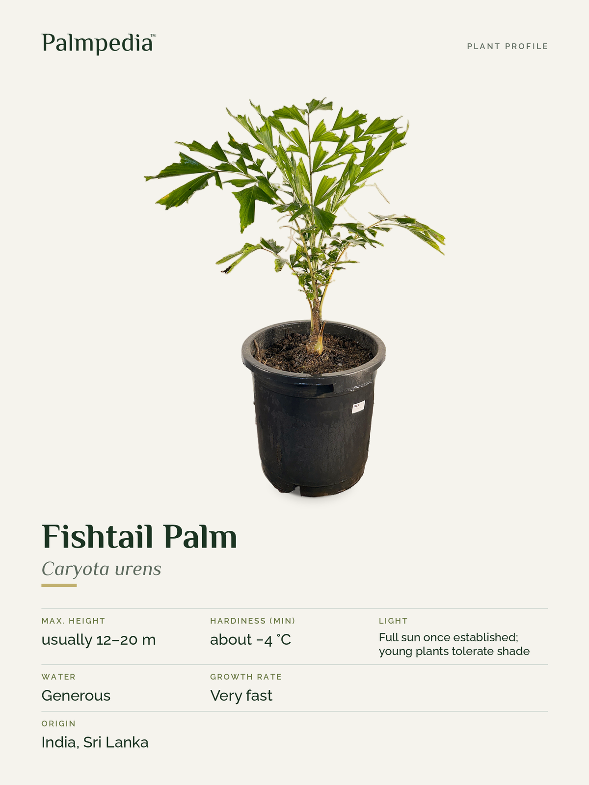 Caryota urens – plant profile