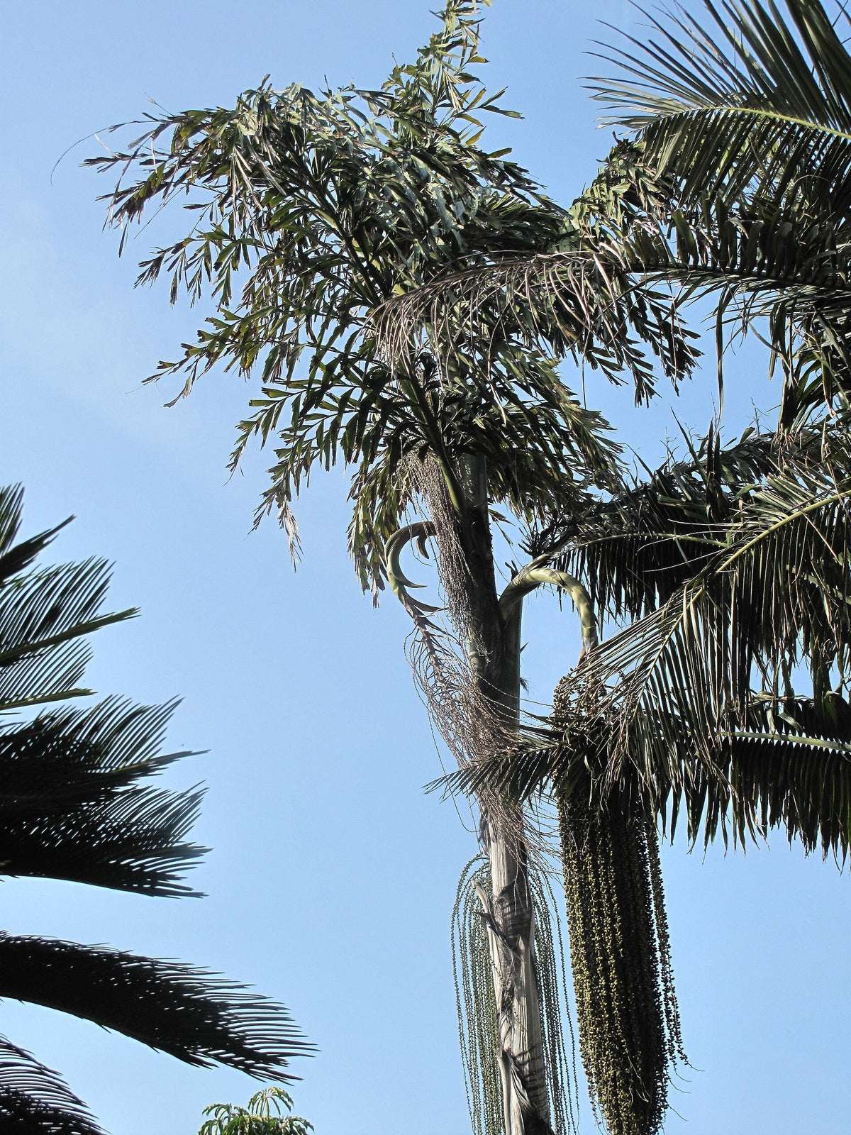 Caryota urens – mature plant