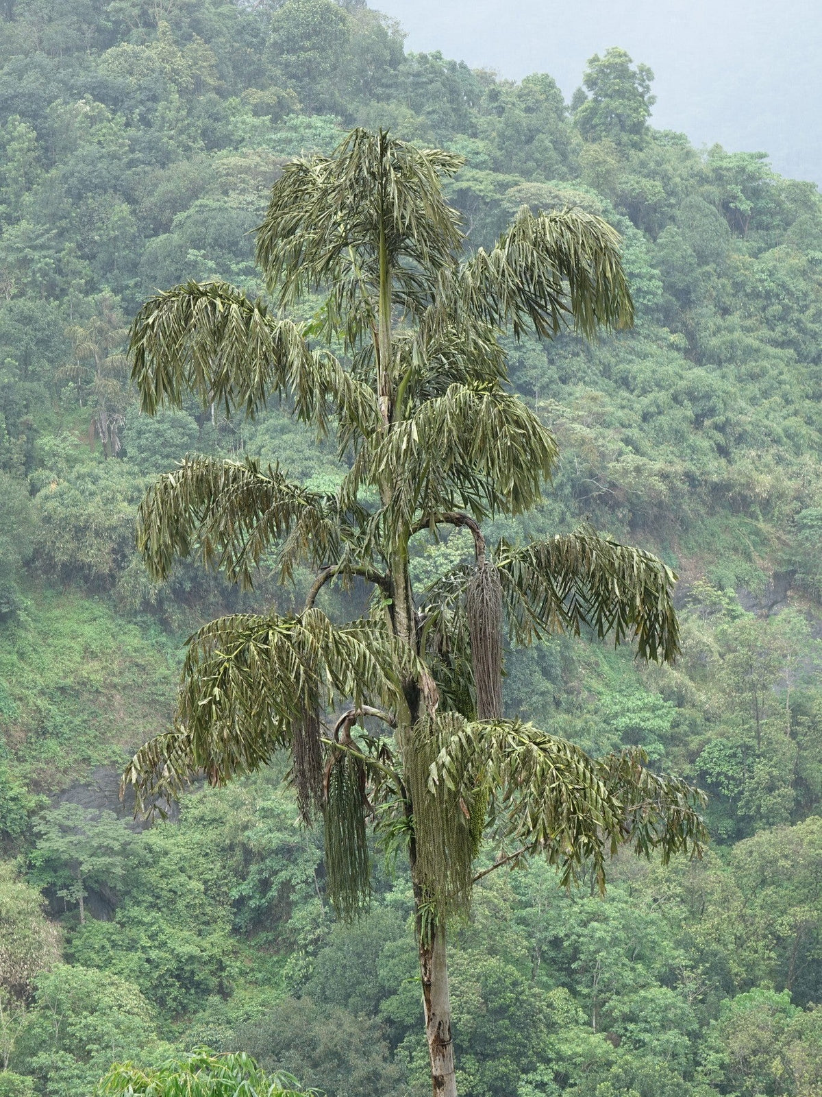 Caryota urens – mature plant