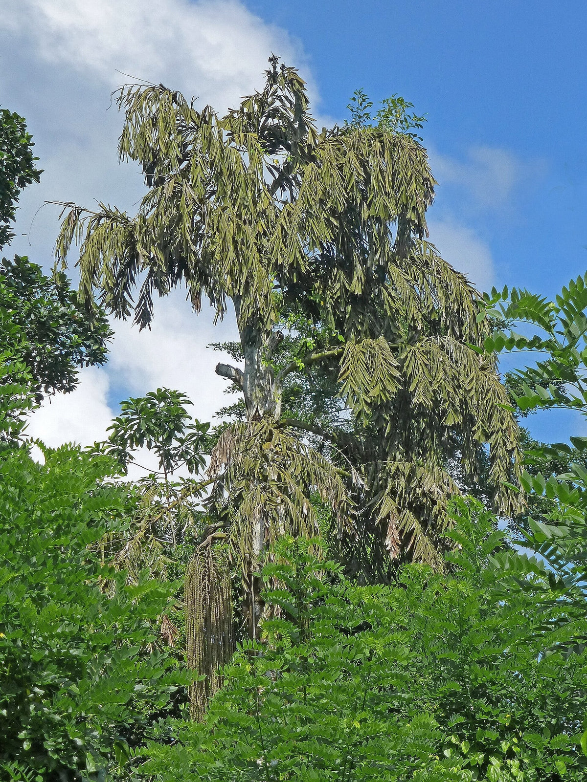 Caryota urens – mature plant