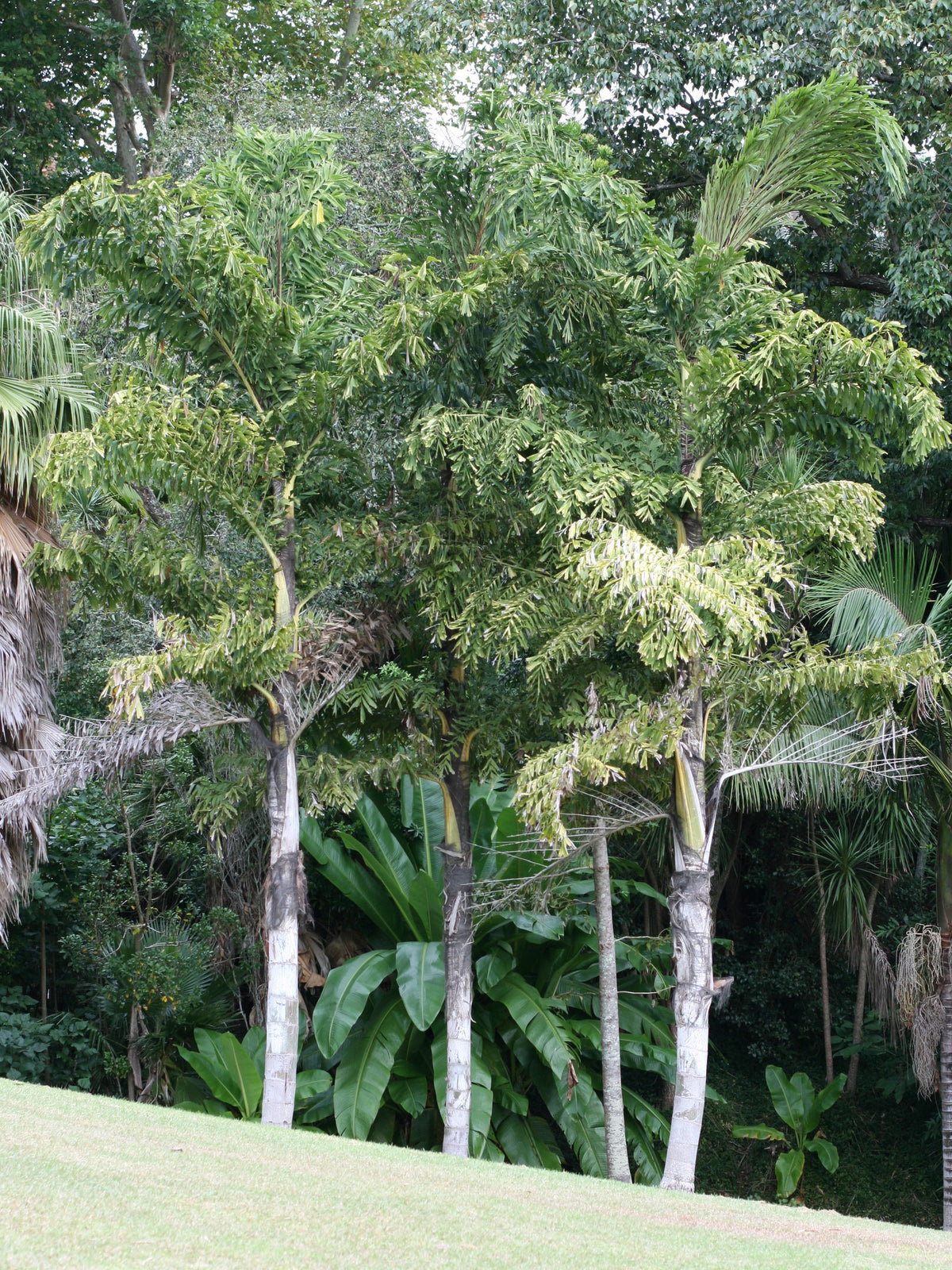 Caryota urens – in habitat