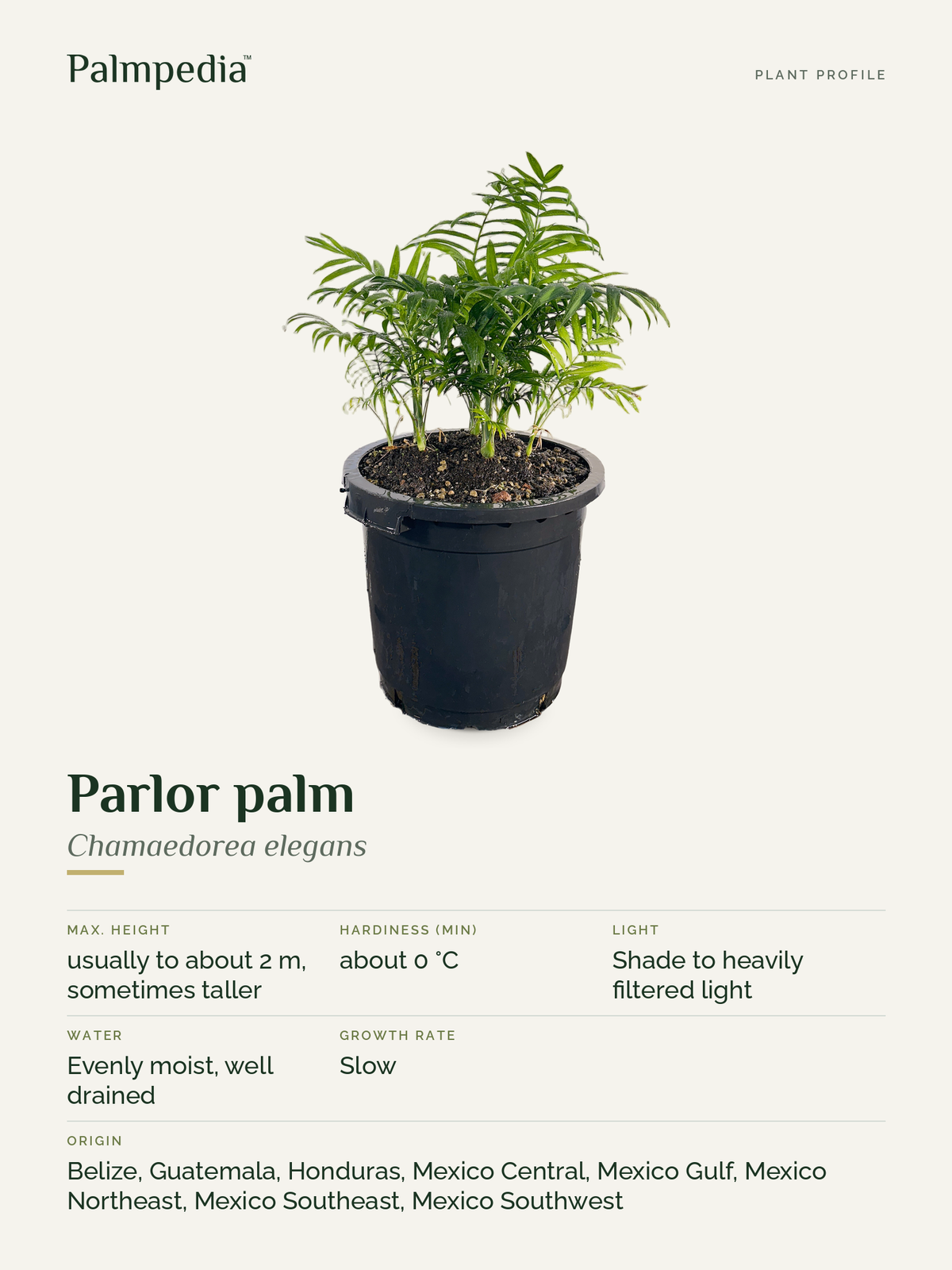 Chamaedorea elegans – plant profile