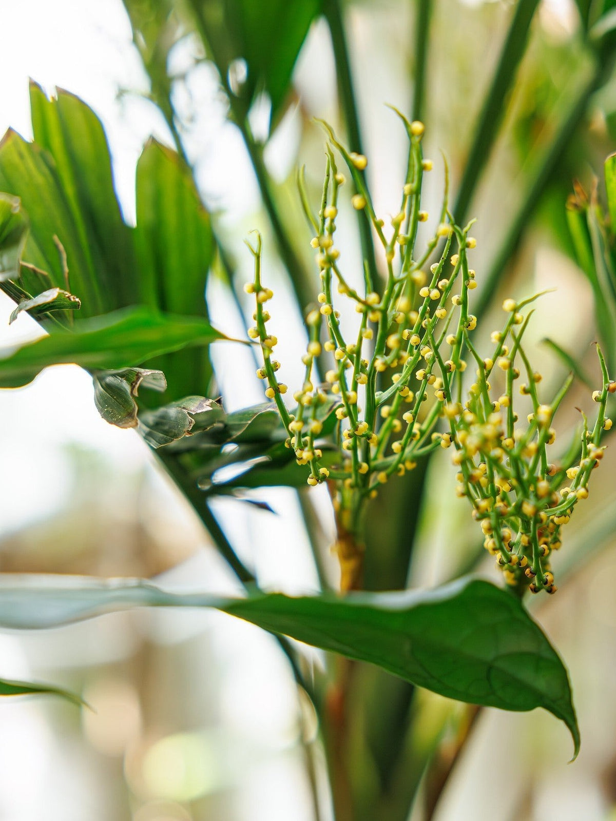 Chamaedorea elegans – mature plant