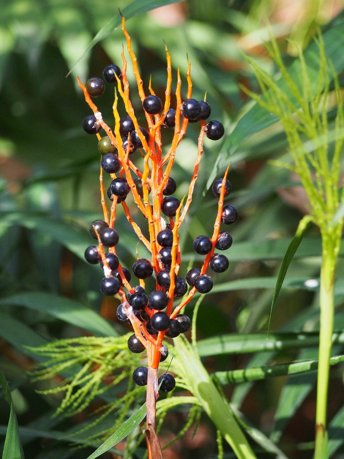Chamaedorea elegans – mature plant