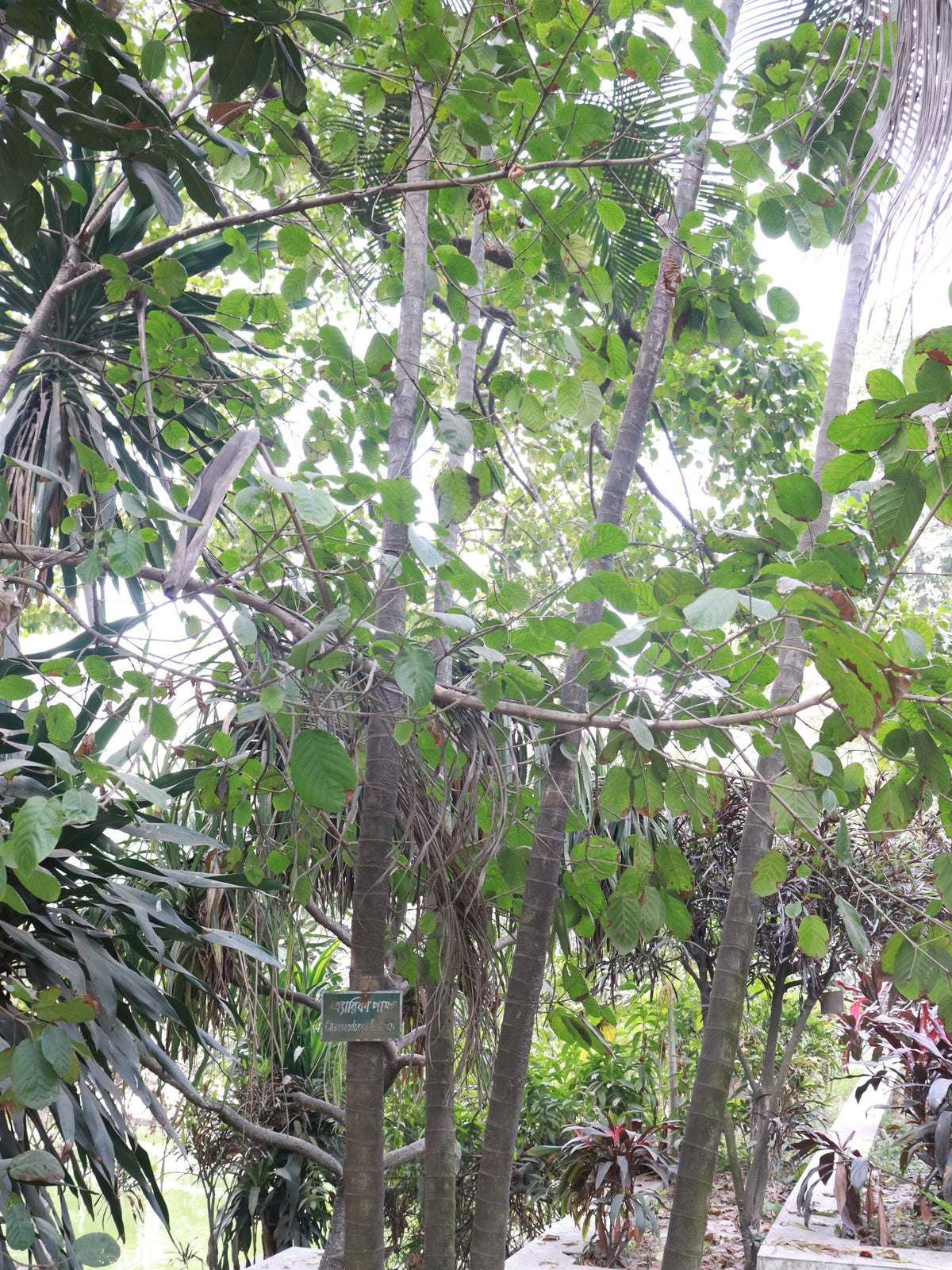 Chamaedorea elegans – in habitat