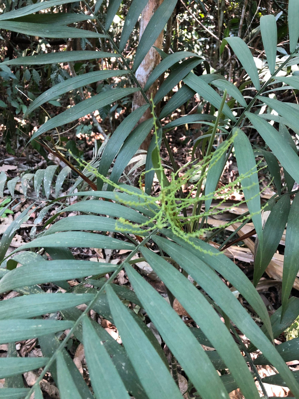 Chamaedorea elegans – in habitat