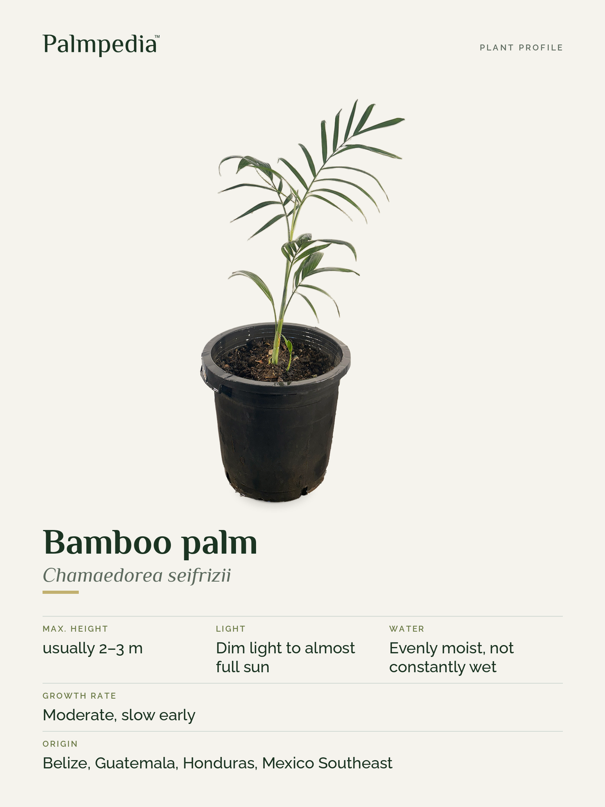 Chamaedorea seifrizii – plant profile