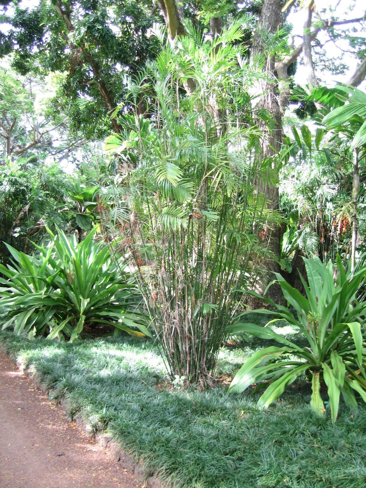 Chamaedorea seifrizii – mature plant