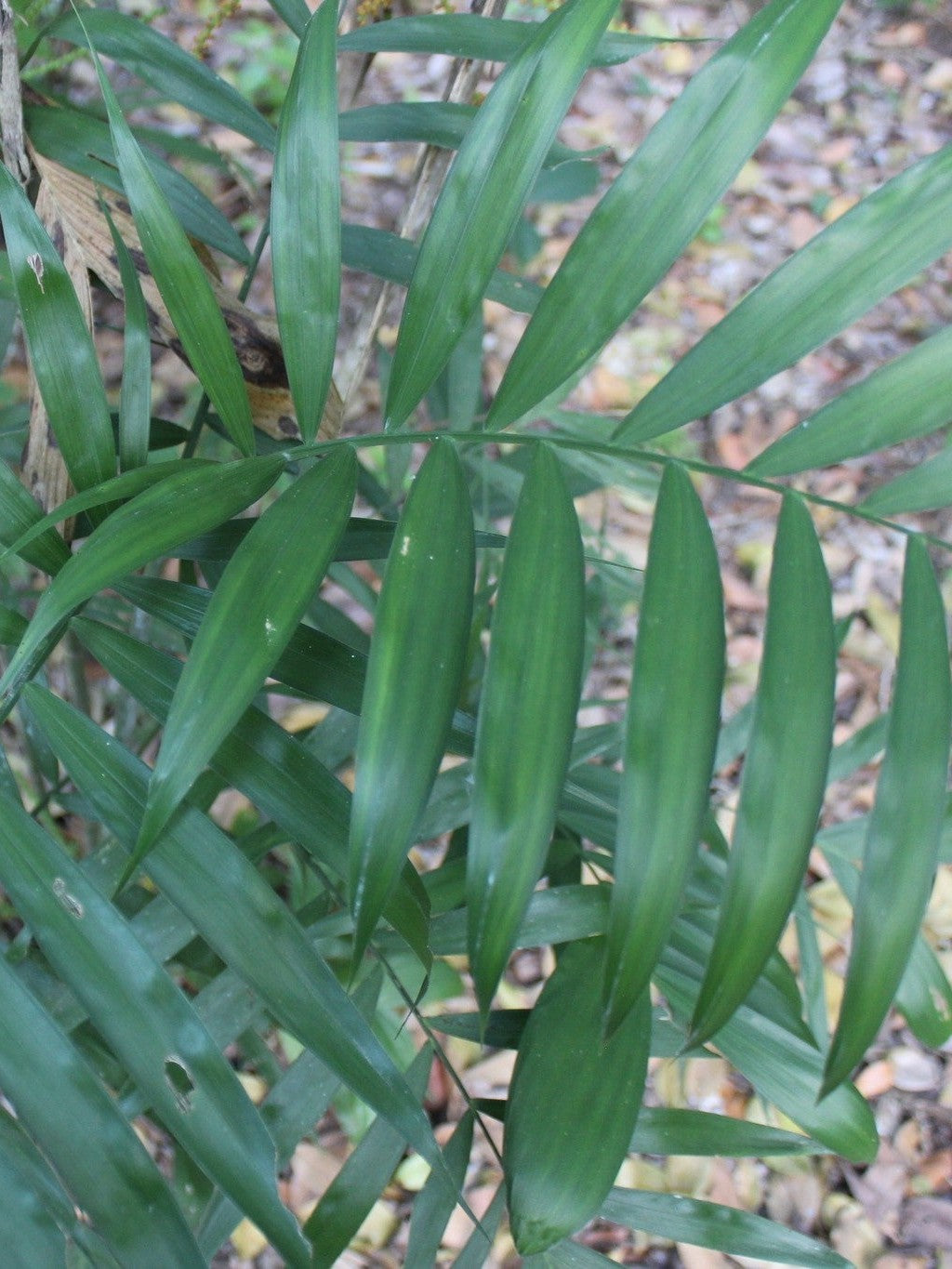 Chamaedorea seifrizii – mature plant