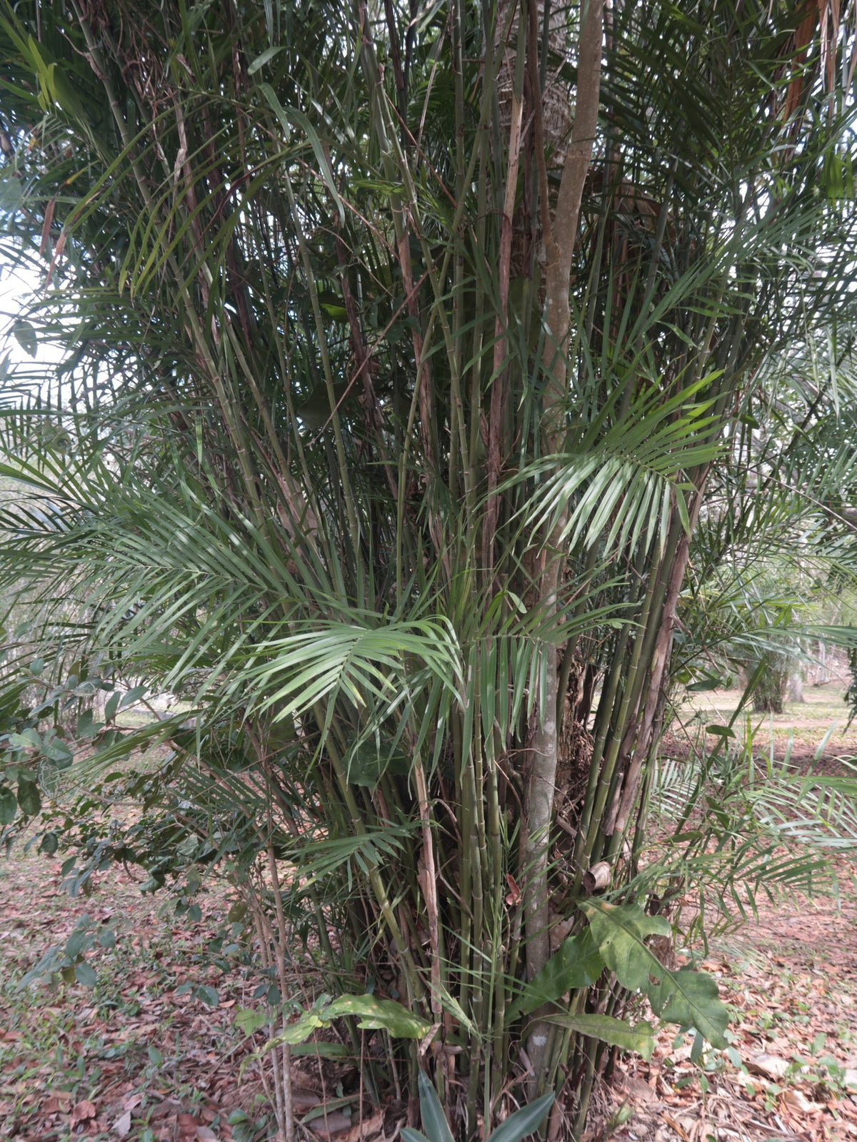 Chamaedorea seifrizii – in habitat