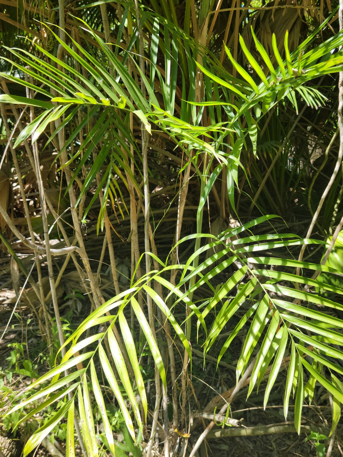 Chamaedorea seifrizii – in habitat