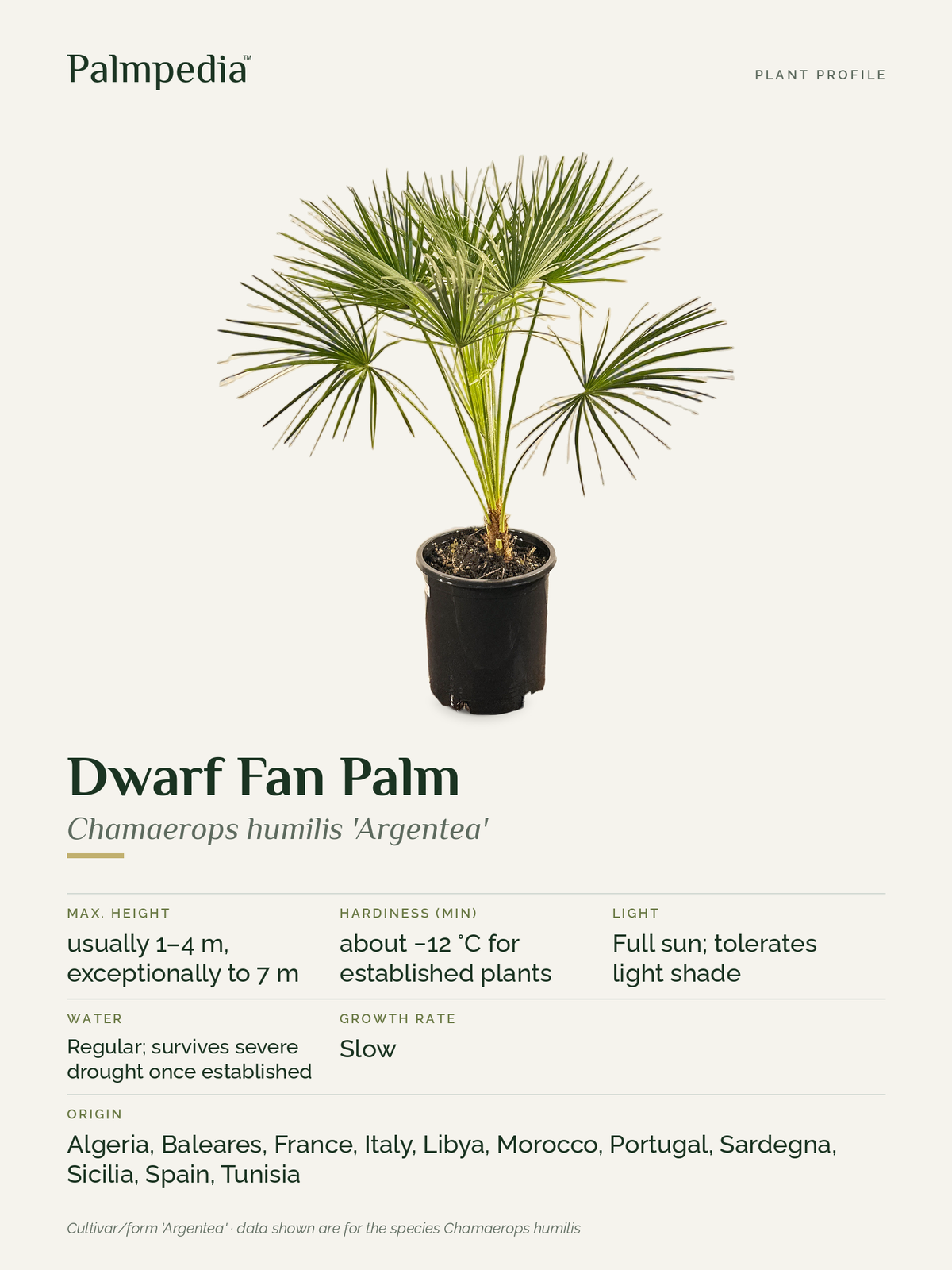Chamaerops humilis 'Argentea' – plant profile