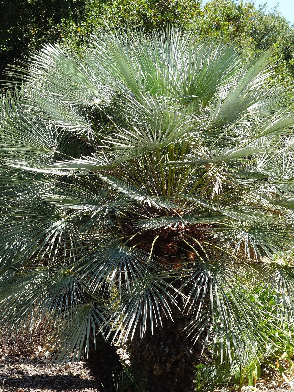 Chamaerops humilis (species) – mature plant