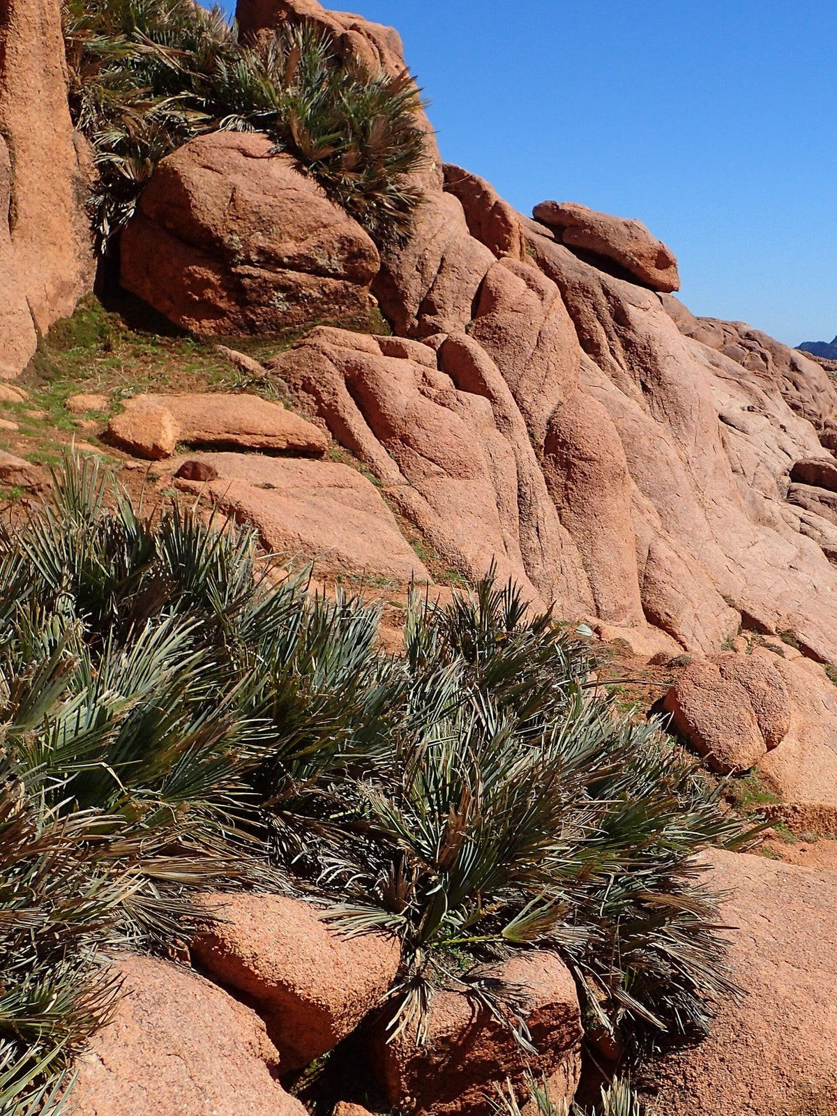 Chamaerops humilis (species) – mature plant