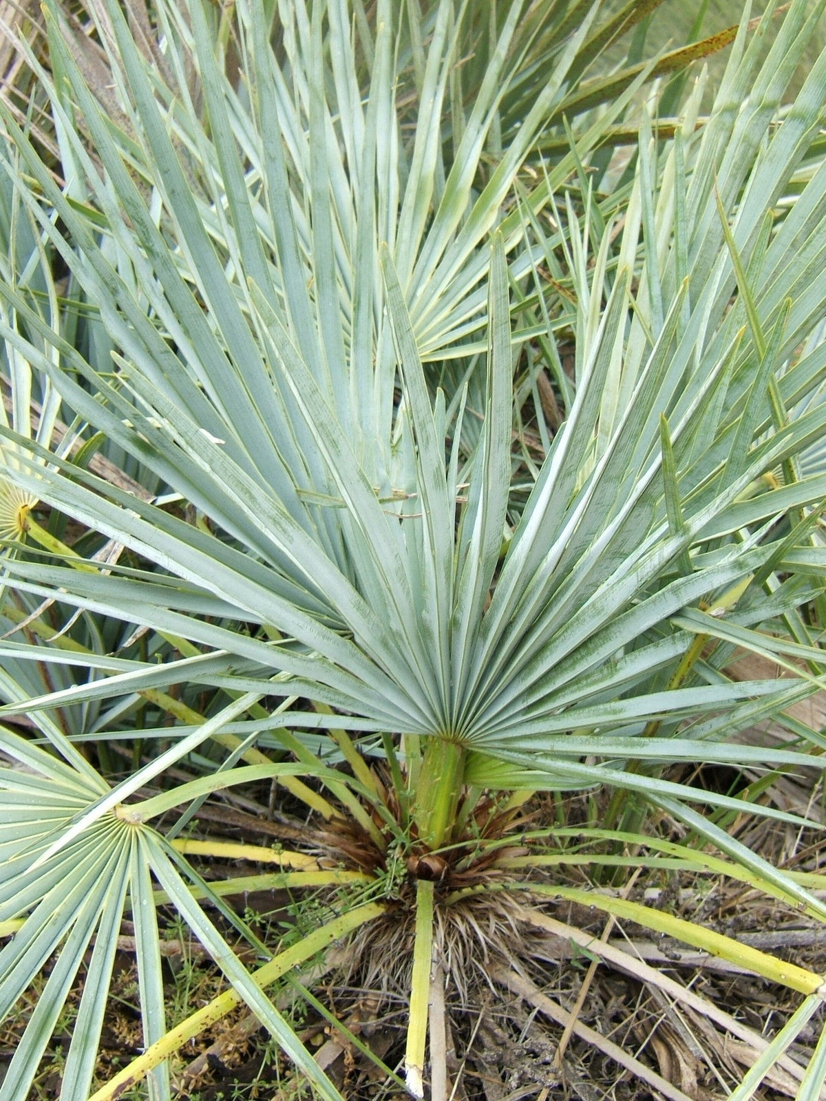 Chamaerops humilis (species) – mature plant