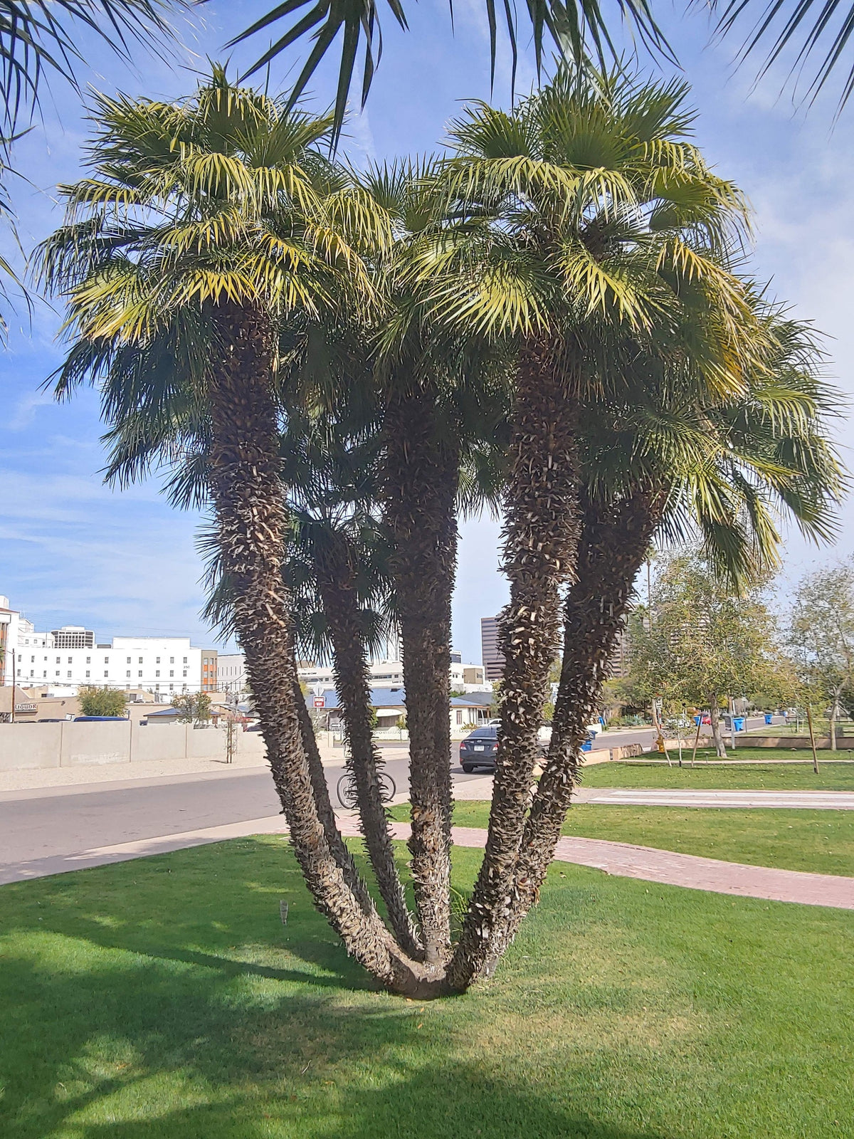 Chamaerops humilis 'Argentea' – in habitat