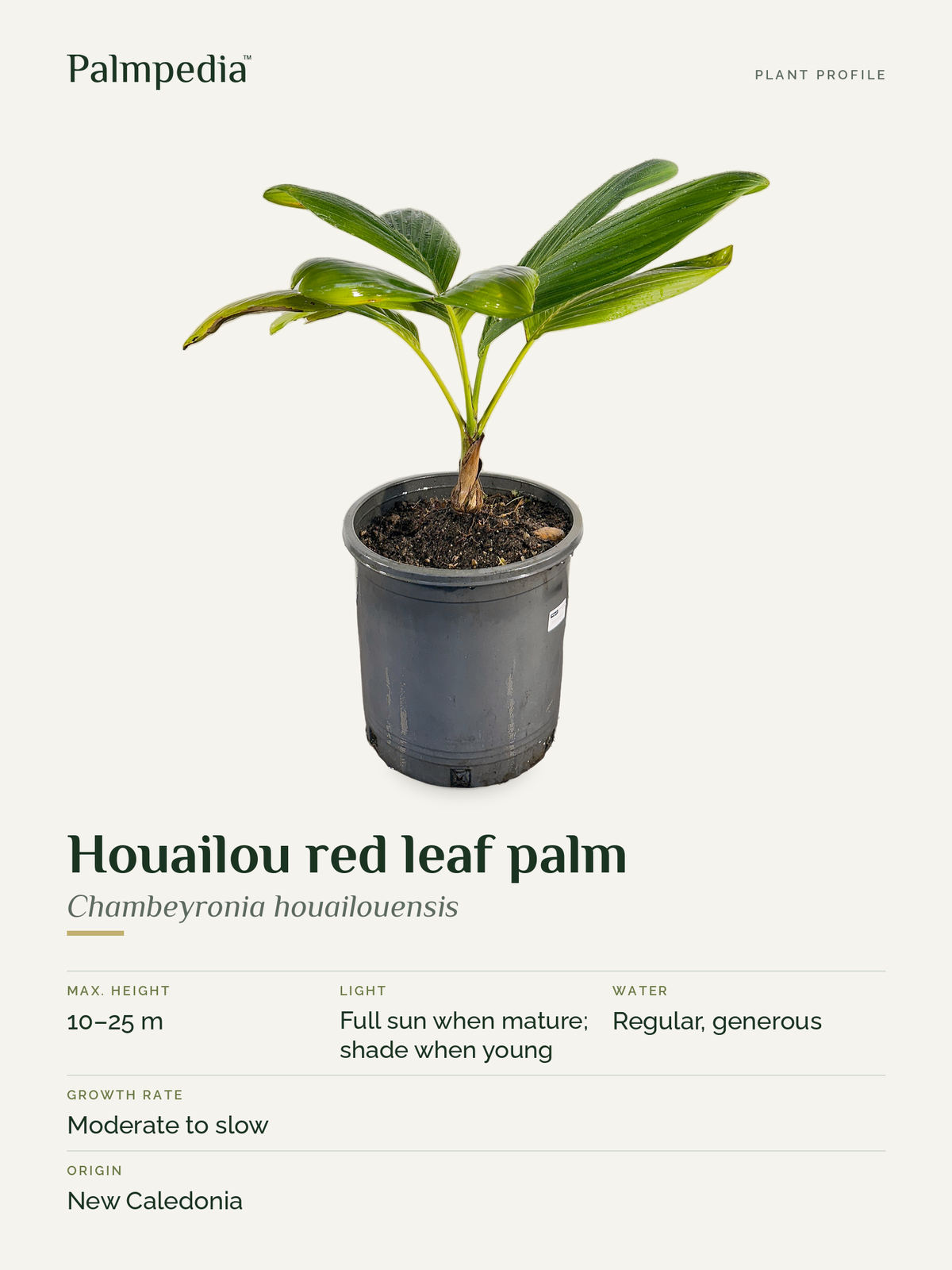 Chambeyronia houailouensis – plant profile