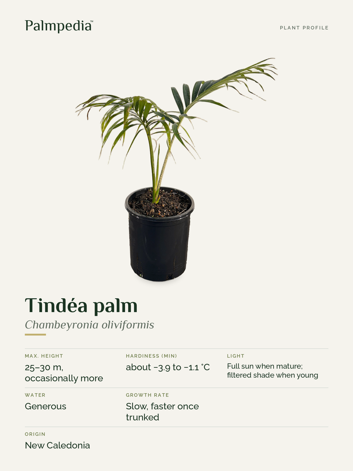 Chambeyronia oliviformis – plant profile