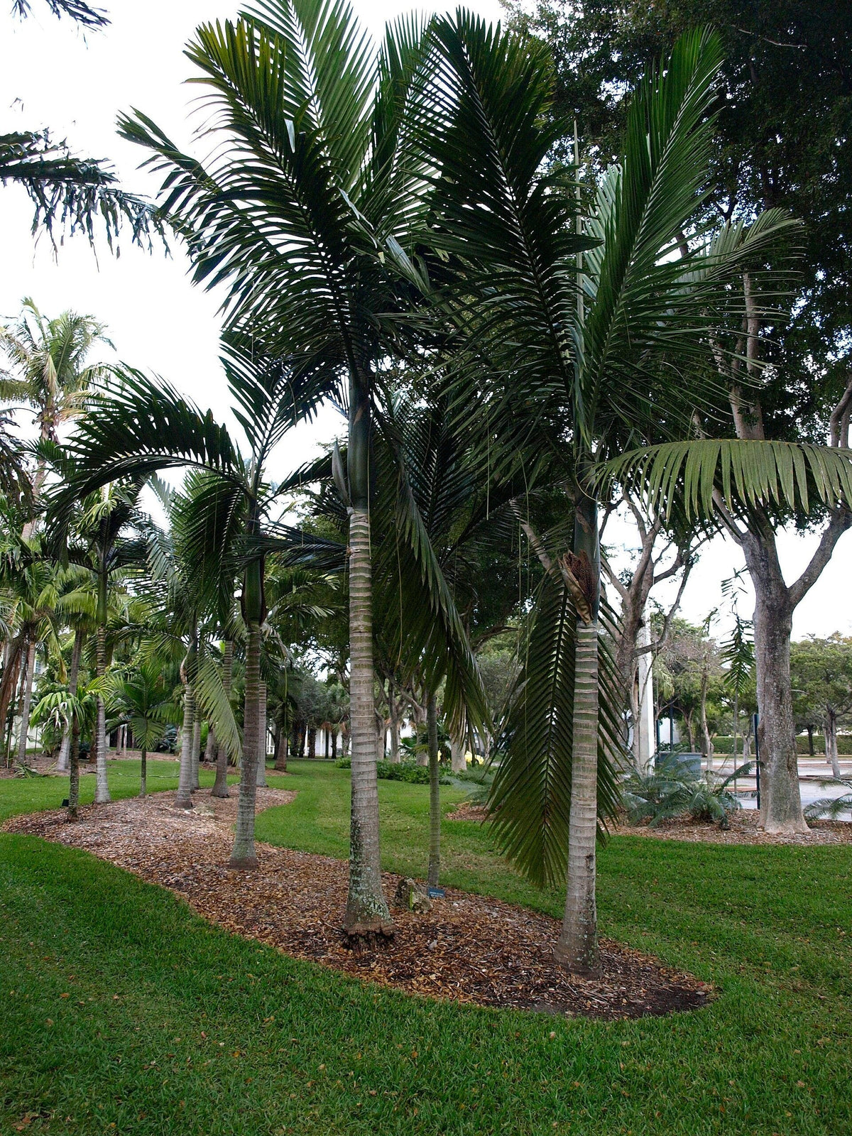 Chambeyronia oliviformis – mature plant