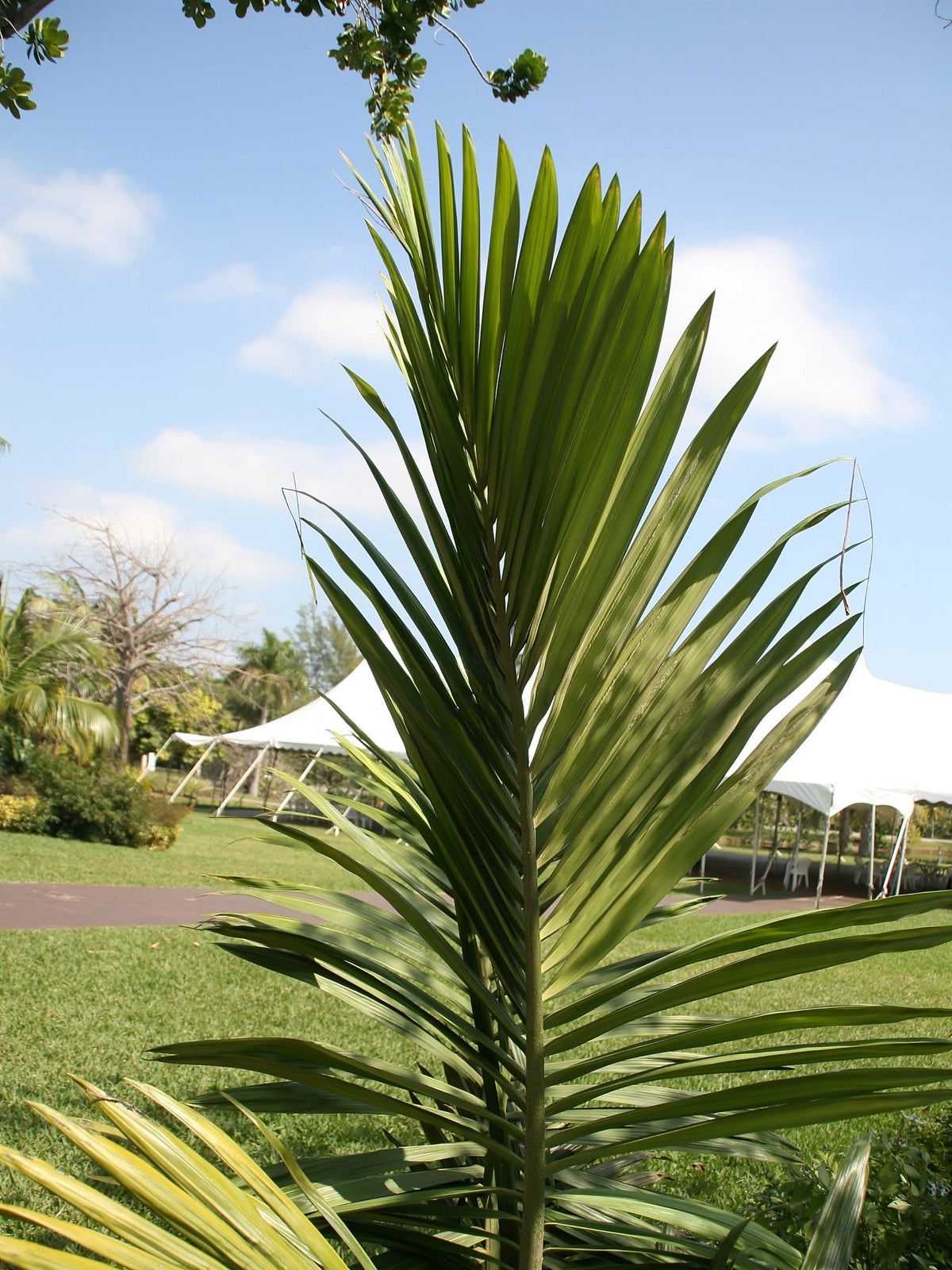 Chambeyronia oliviformis – mature plant