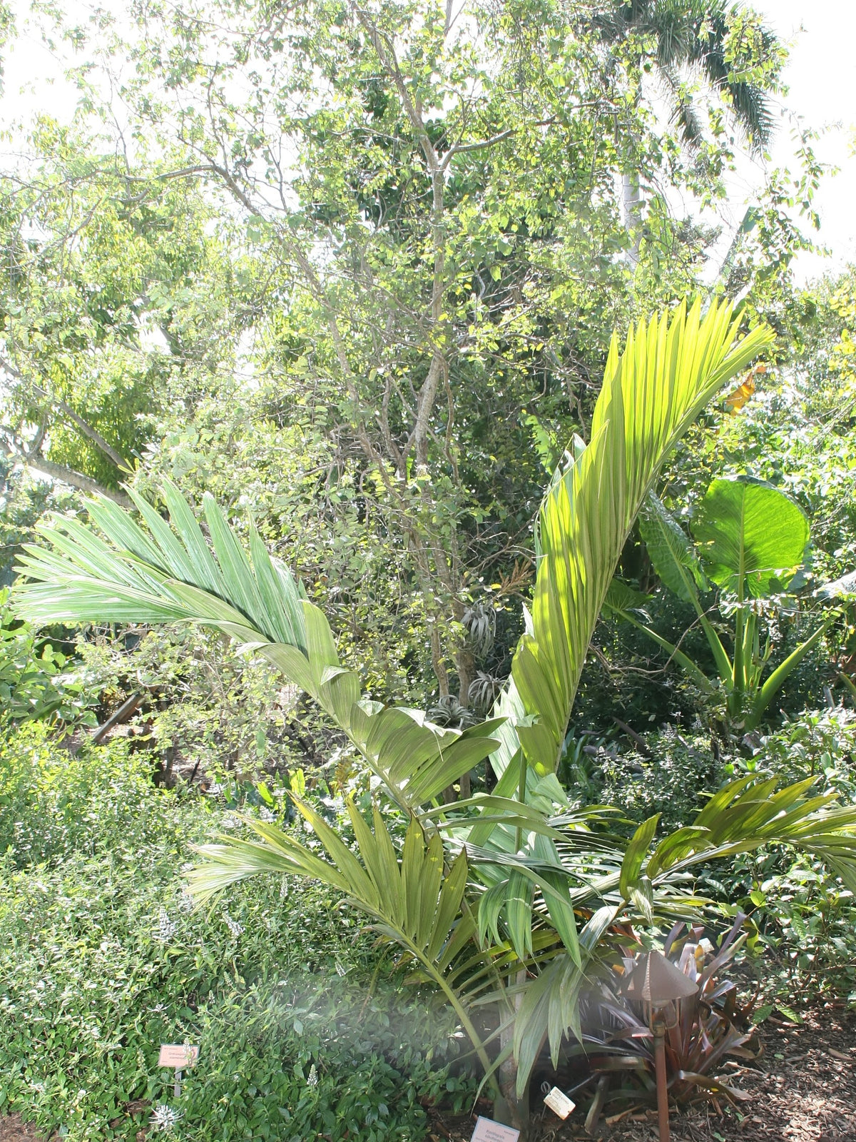 Chambeyronia oliviformis – in habitat