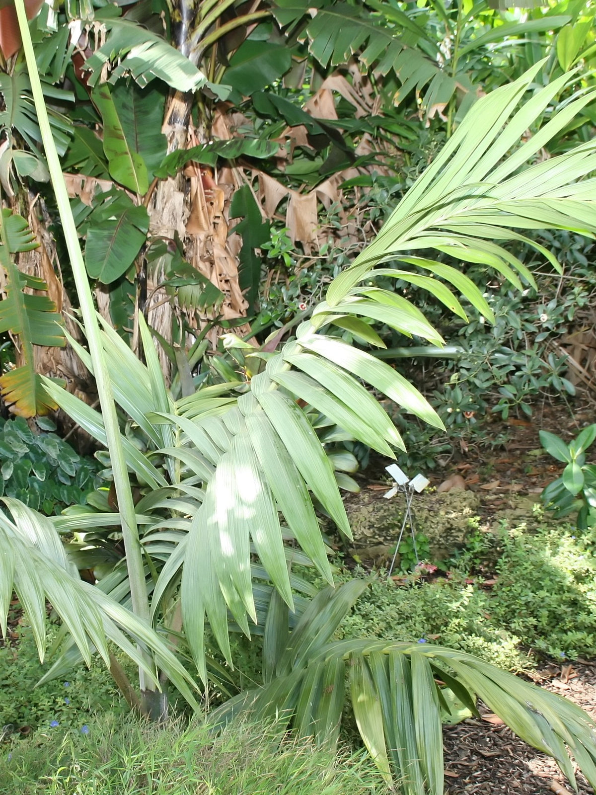 Chambeyronia oliviformis – in habitat