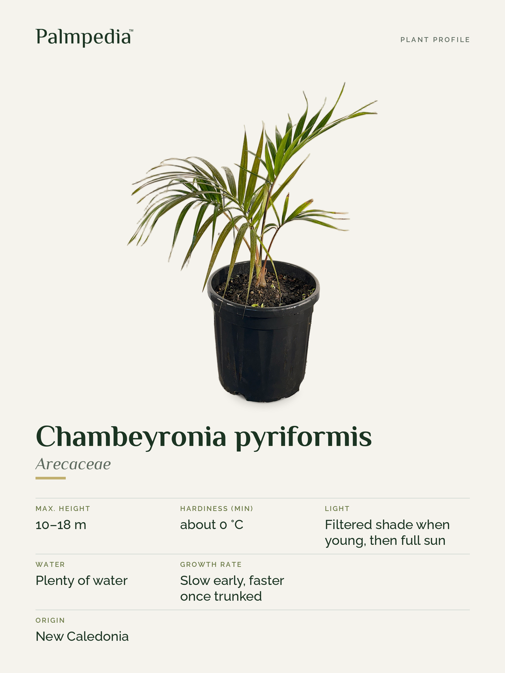 Chambeyronia pyriformis – plant profile