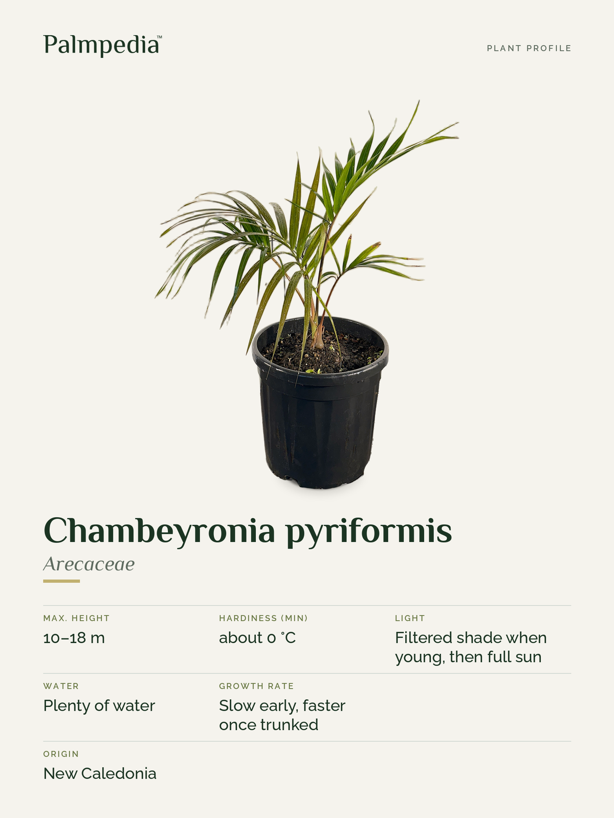 Chambeyronia pyriformis – plant profile