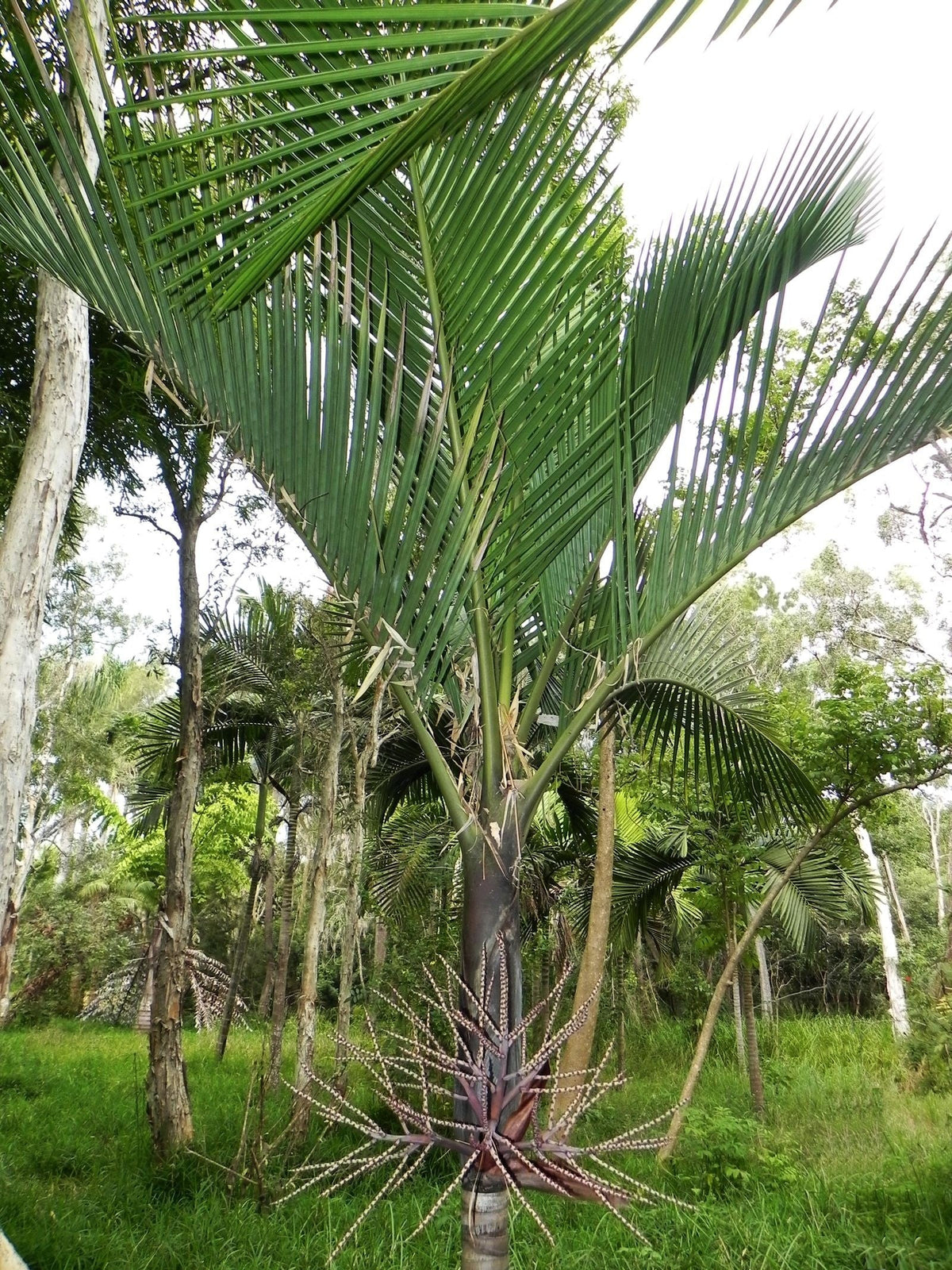 Chambeyronia pyriformis – mature plant