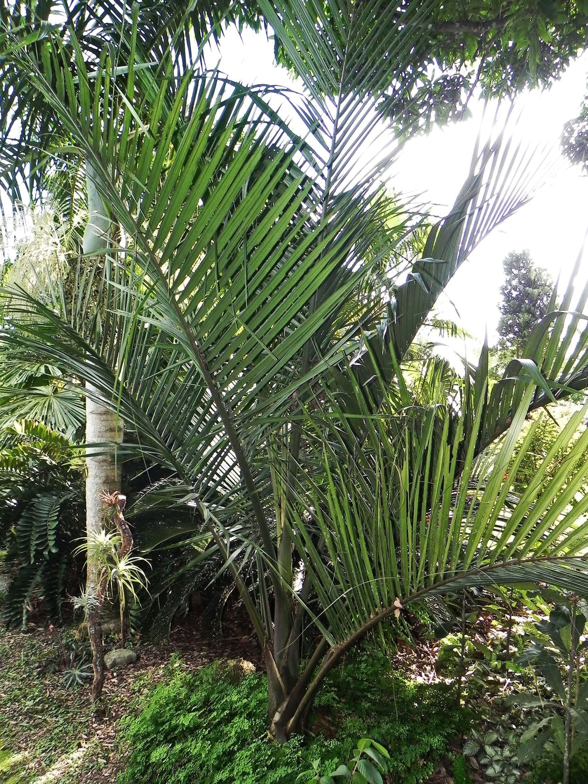 Chambeyronia pyriformis – mature plant