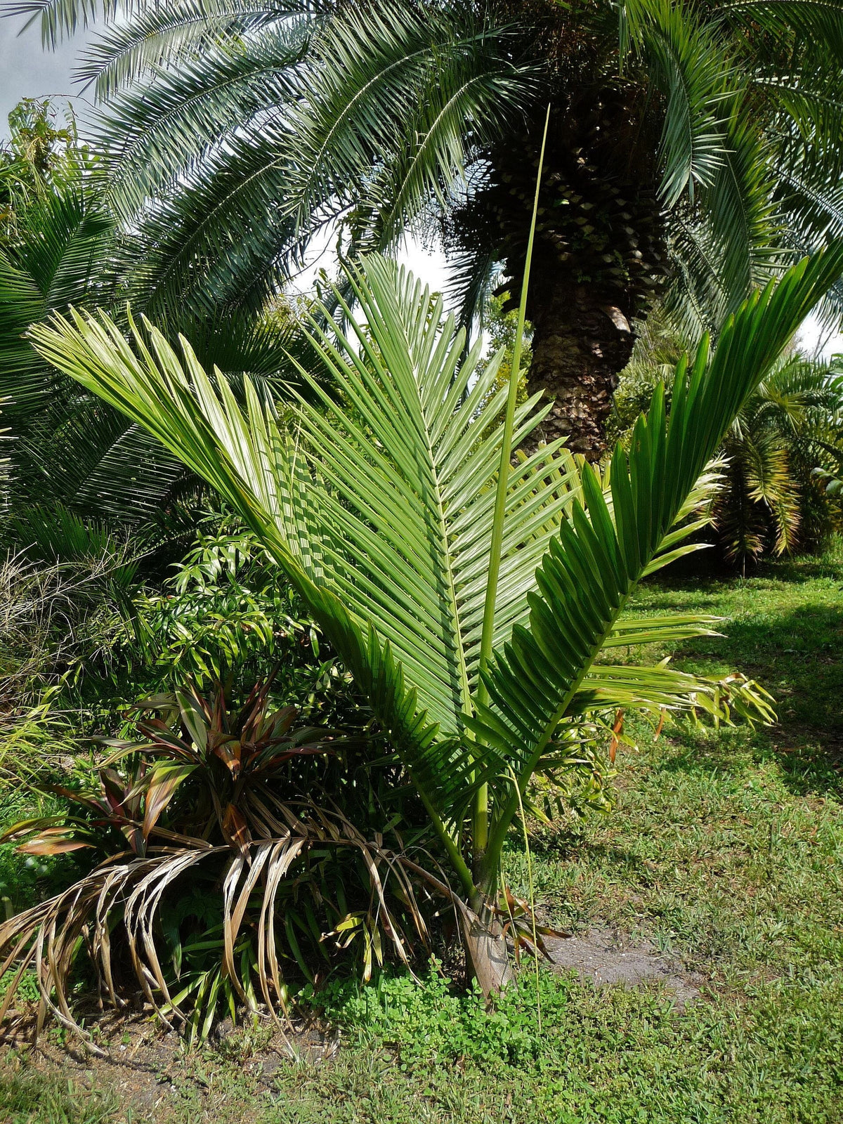 Chambeyronia pyriformis – mature plant