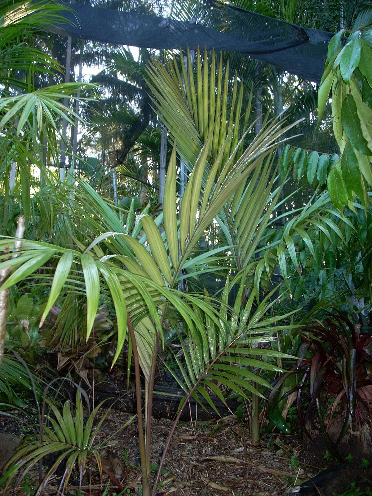 Chambeyronia pyriformis – in habitat