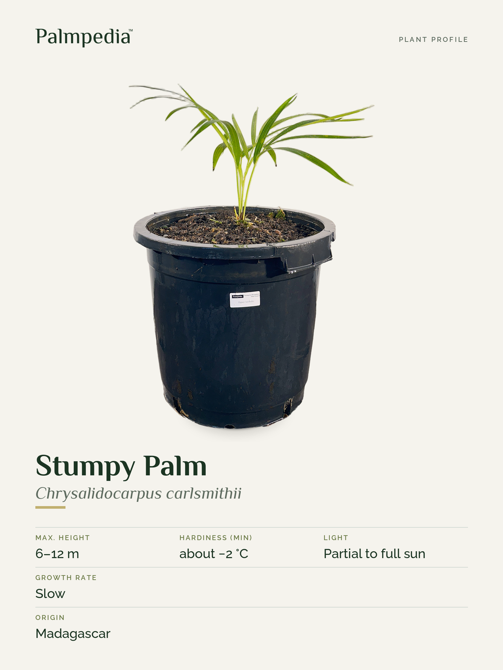 Chrysalidocarpus carlsmithii – plant profile